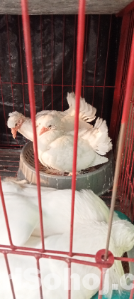 এক জোড়া কবুতর বিক্রি করা হবে বাচ্চা সহ।